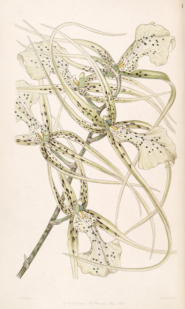 Brassia verrucosa（同义词Brassia brachiata） 作者 德雷克小姐