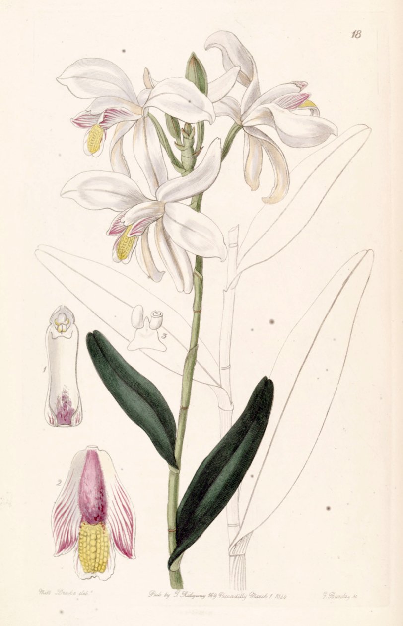 Bromheadia finlaysoniana（同义词Bromheadia palustris） 作者 德雷克小姐
