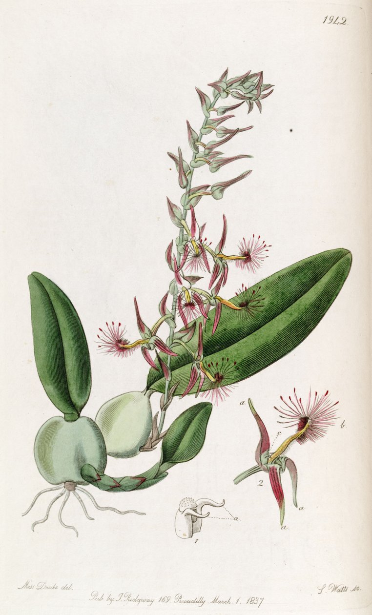Bulbophyllum barbigerum（拼写Bolbophyllum barbigerum） 作者 德雷克小姐