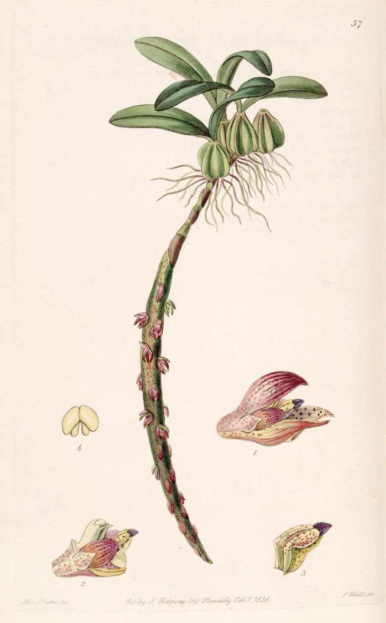 Bulbophyllum bracteolatum（拼写Bolbophyllum bracteolatum） 作者 德雷克小姐