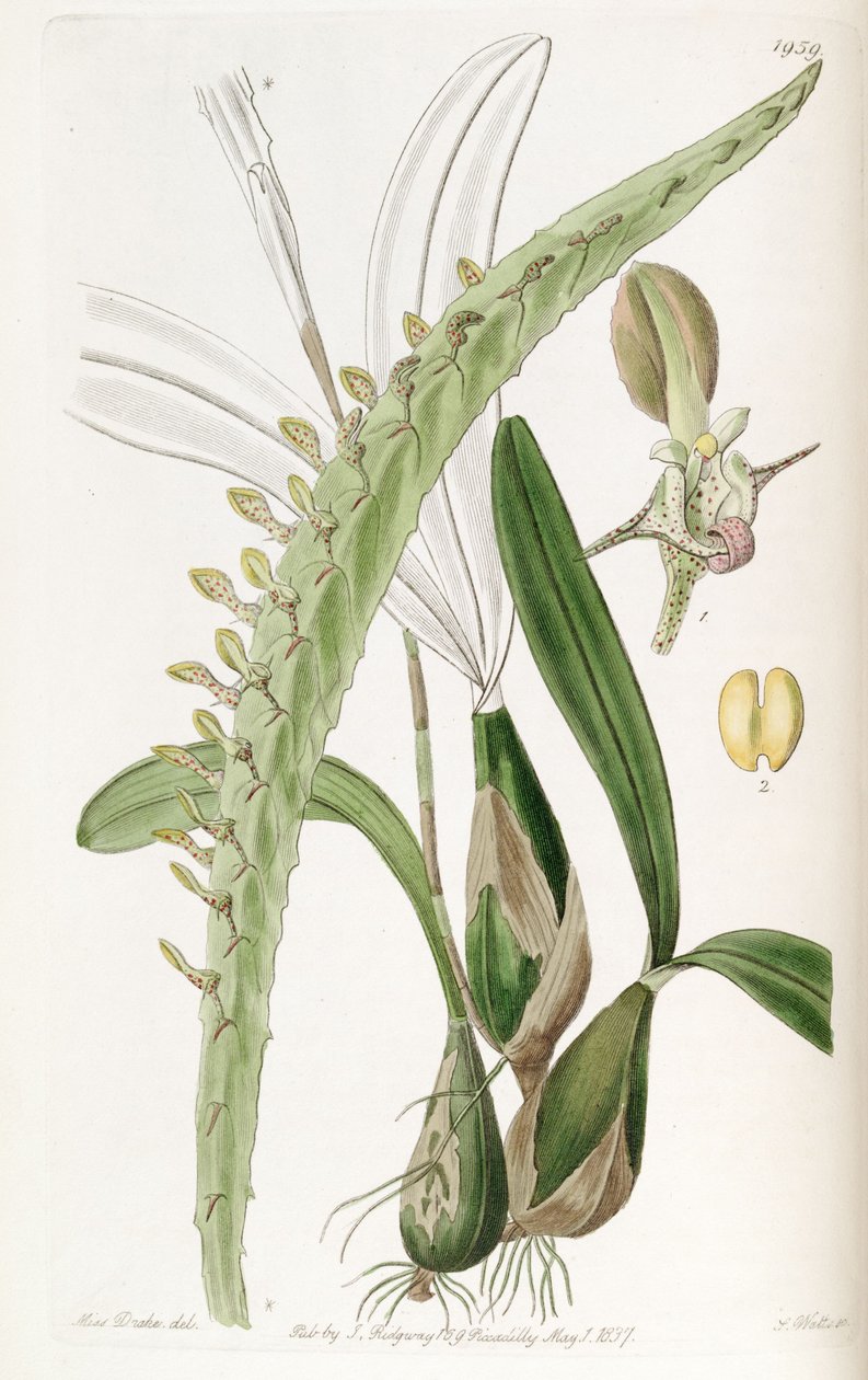 BulbophyUum calyptrate SSP。 calyptrate（同义词Megaclinium最大） 作者 德雷克小姐
