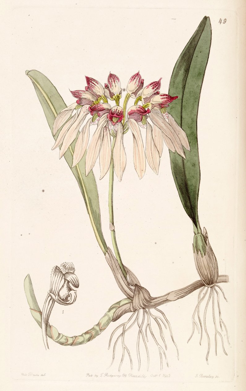 Bulbophyllum chinense（as.Cirrhopetalum chinense） 作者 德雷克小姐