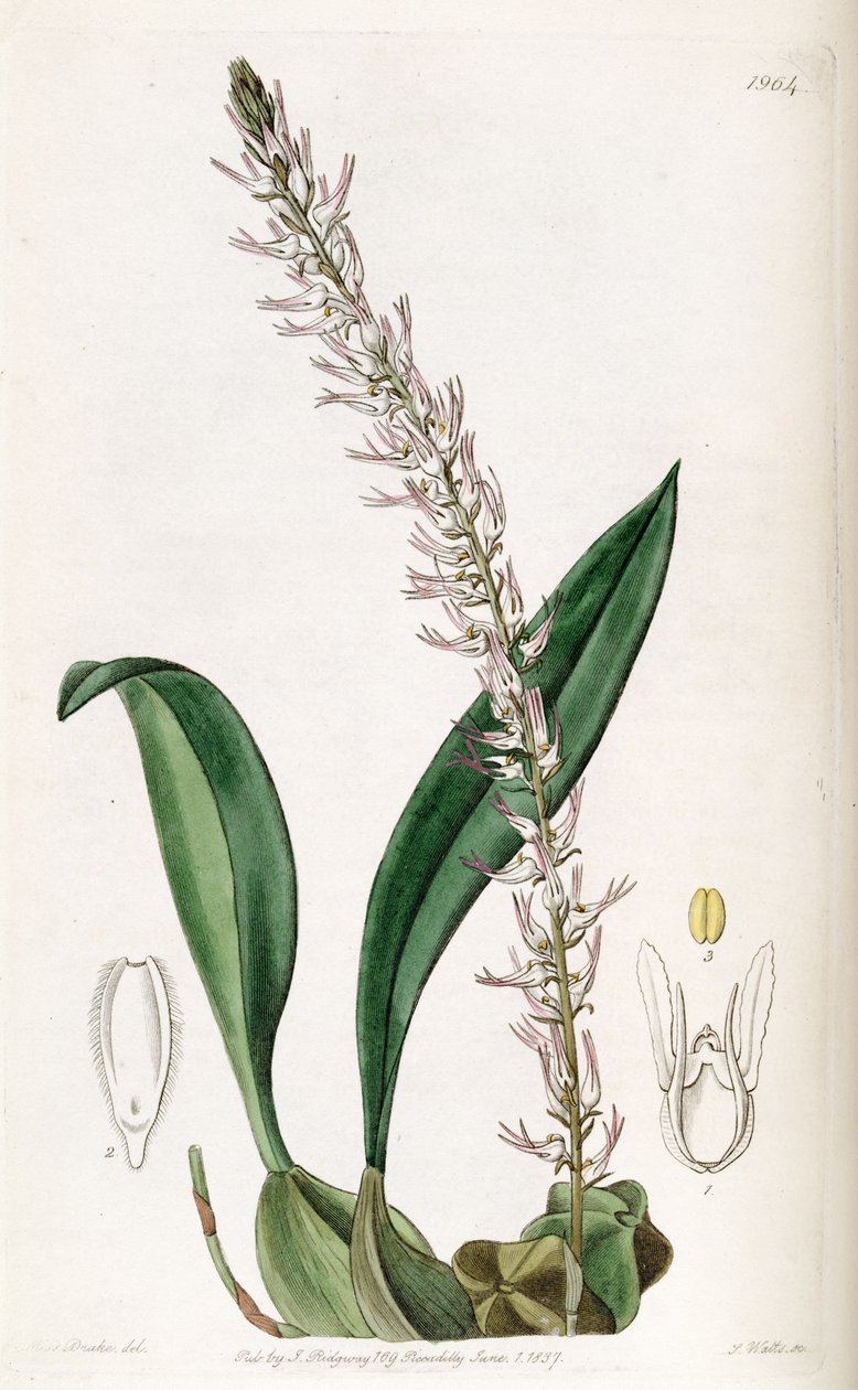 Bulbophyllum cocoinum（拼写Bolbophyllum cocoinum） 作者 德雷克小姐