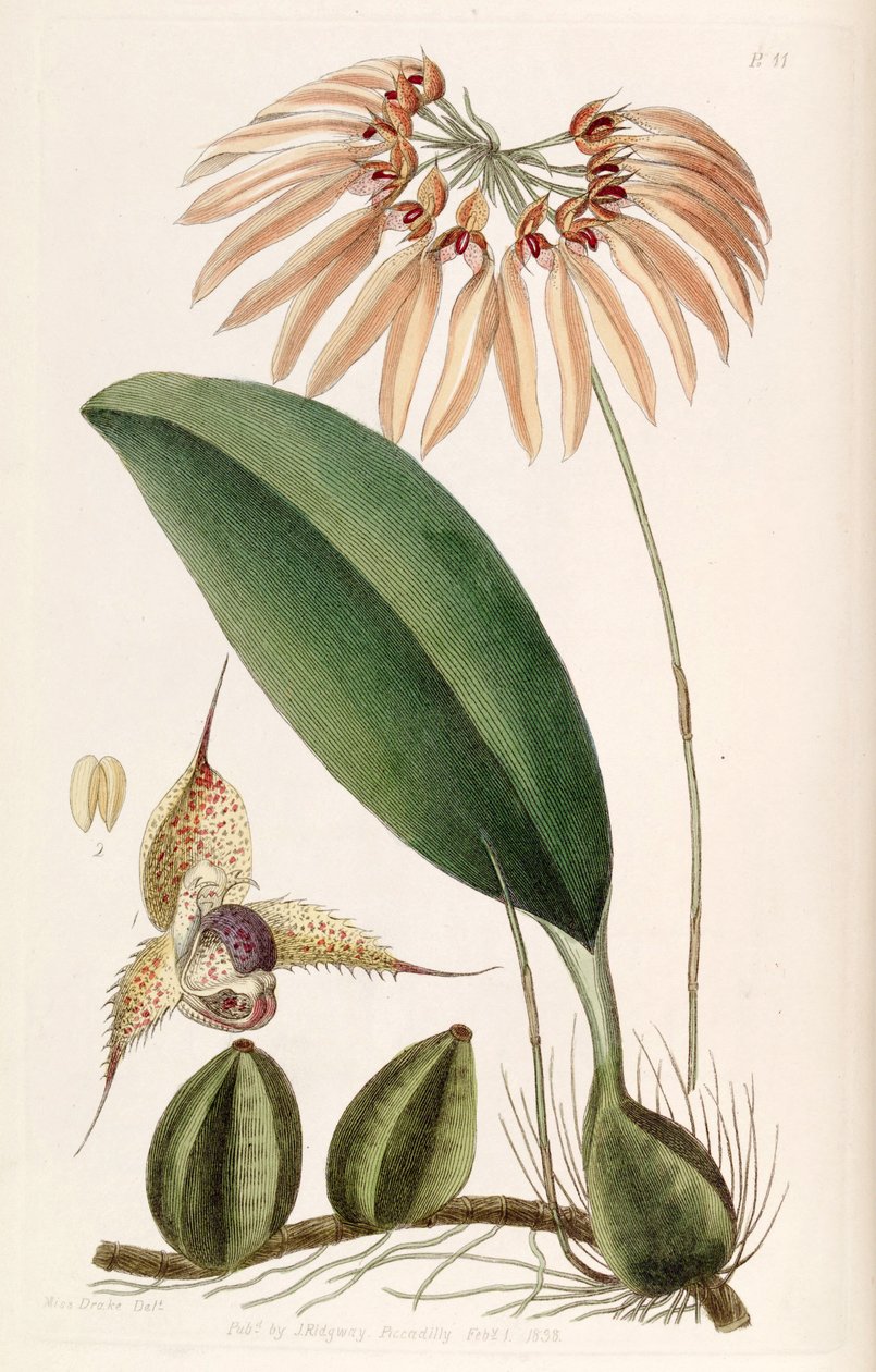Bulbophyllum eberhardtii或Bulbophyllum longiflorum（as.Cowrhopetalum thouarsii） 作者 德雷克小姐