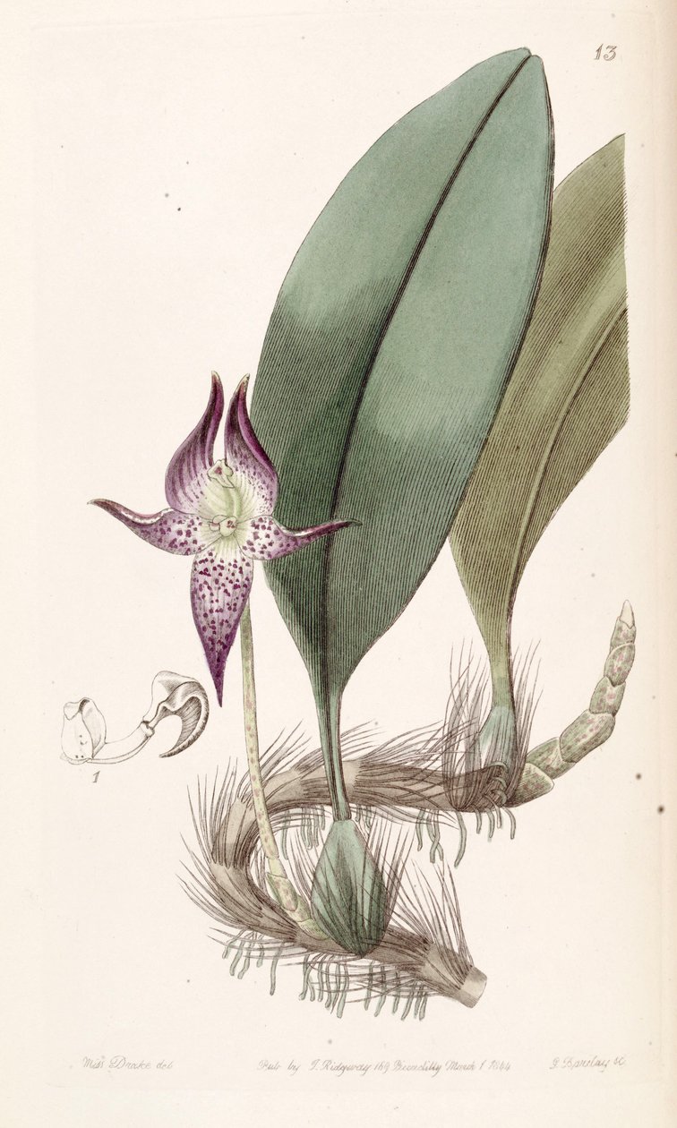 Bulbophyllum macranthum（拼写Bolbophyllum macranthum） 作者 德雷克小姐