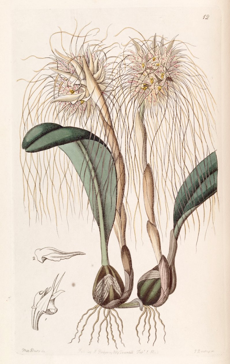 Bulbophyllum medusae（as.str。Cirrhopetalum medusae） 作者 德雷克小姐