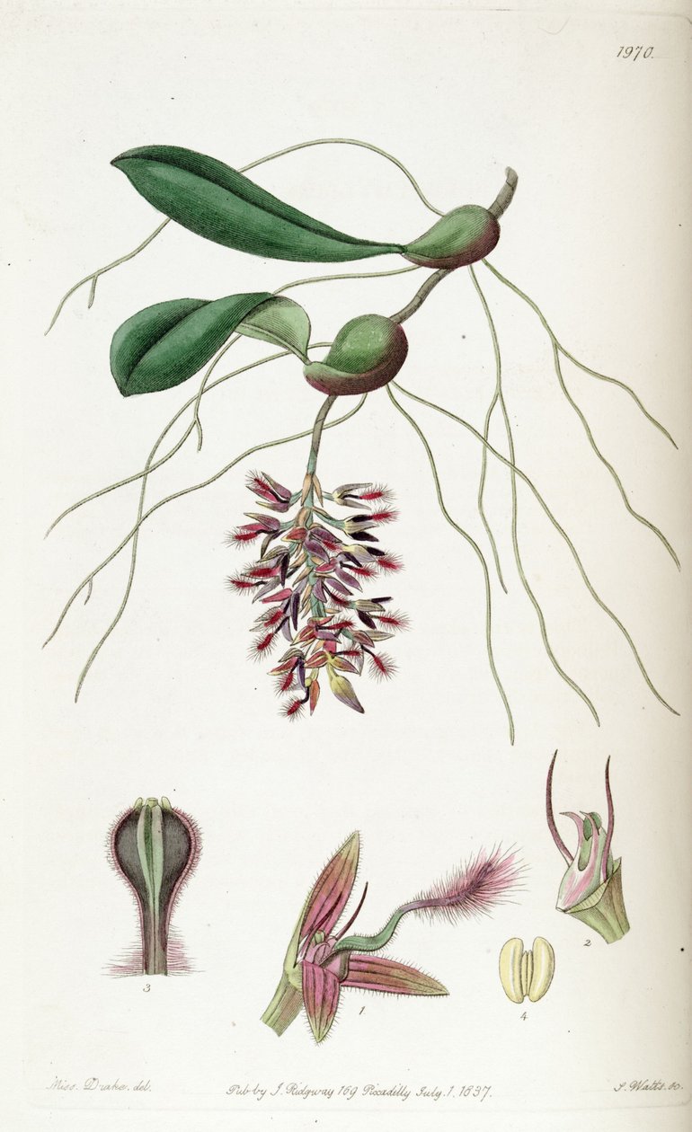 BulbophyUum saltatoria（拼写Bolbophyllum saltatorium） 作者 德雷克小姐