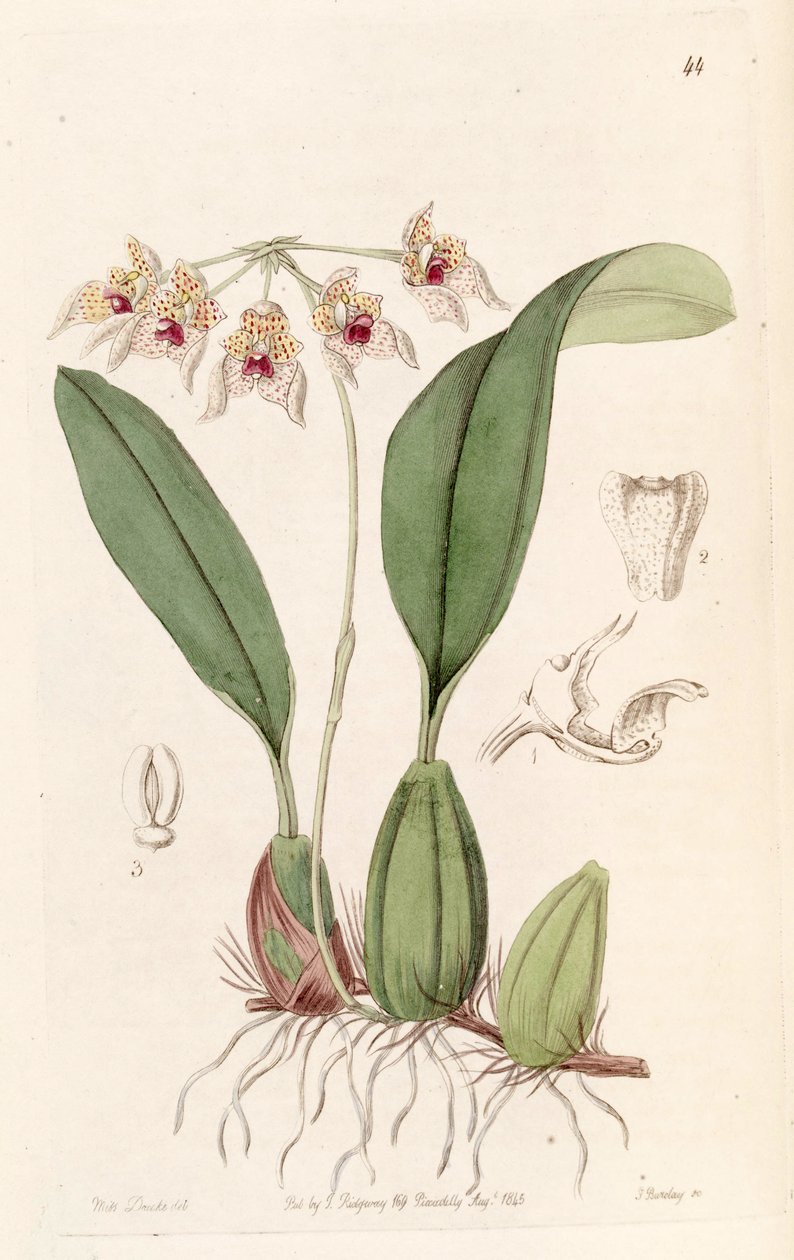 Bulbophyllum umbellatum（拼写为Bolbophyllum umbellatum） 作者 德雷克小姐