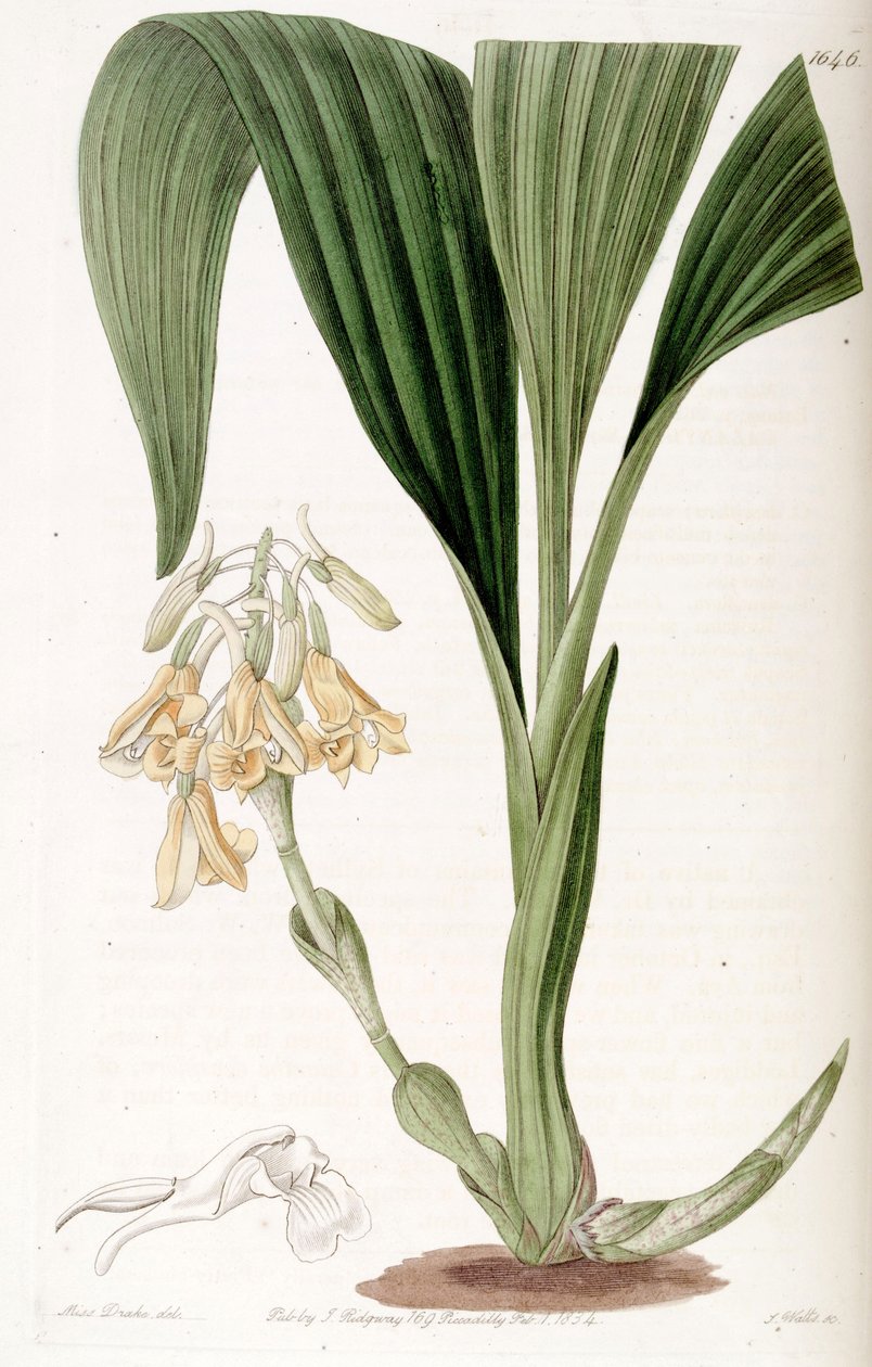 Calanthe densiflora 作者 德雷克小姐