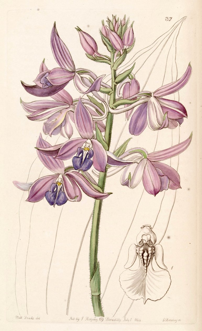 Calanthe sylvatica（同义词Calanthe masuca） 作者 德雷克小姐