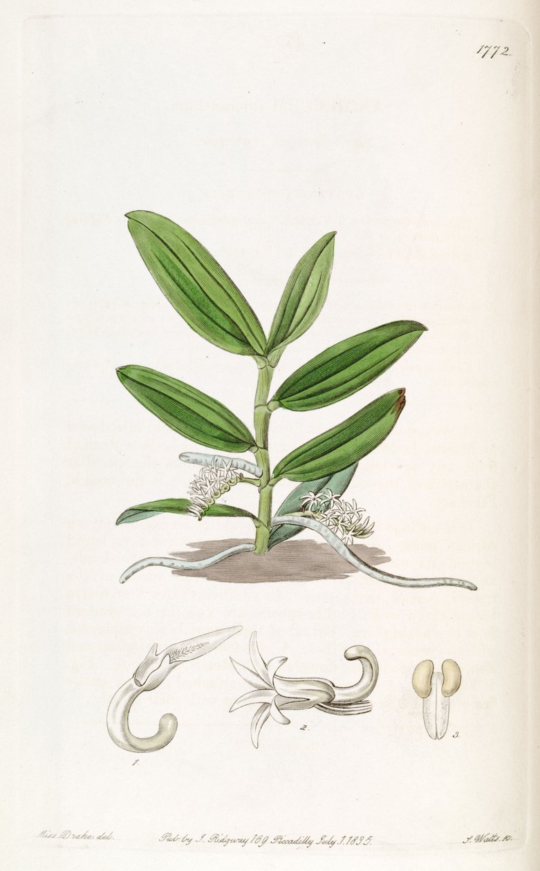 Campylocentrum mioranthum（SYN。Listrostachys mioranthum） 作者 德雷克小姐