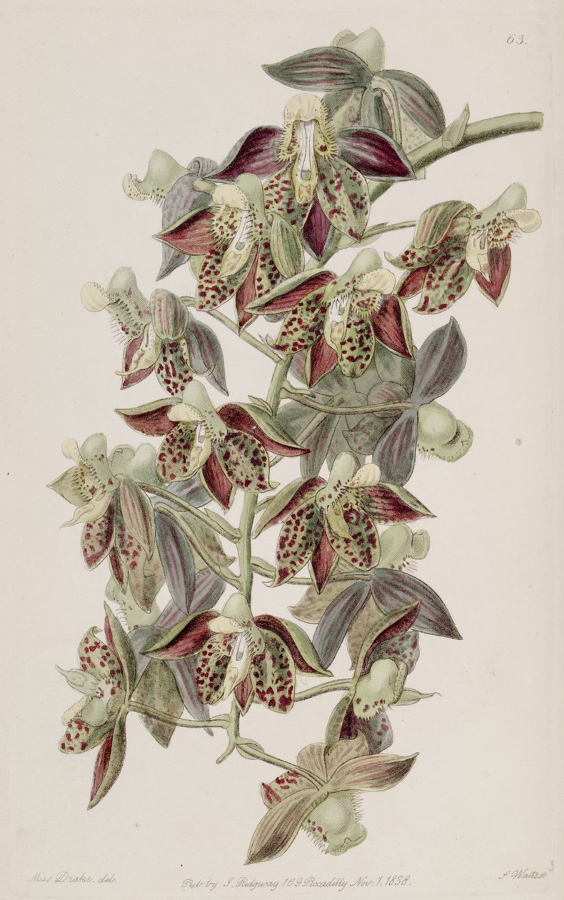 Catasetum atratum 作者 德雷克小姐