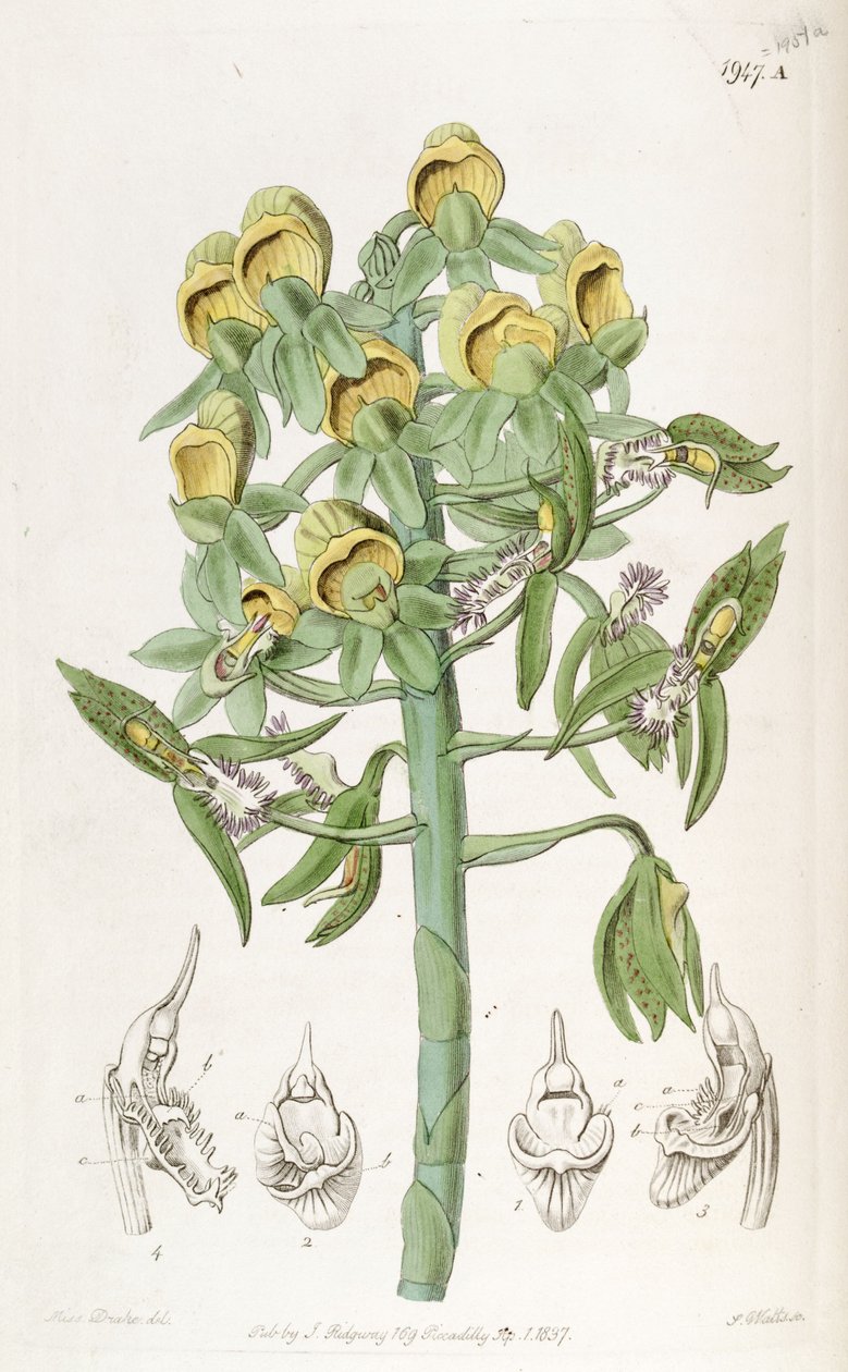 Catasetum cristatum，雌花（顶部）和雄花（下部）。约翰林德利博士将其描述为Monochanthus cristatus和Myanthus cristatus 作者 德雷克小姐