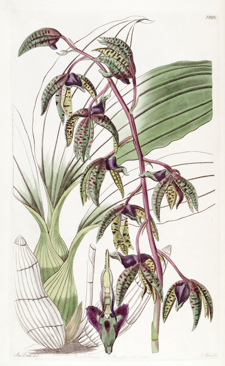 Catasetum deltoideum（作为syn.Myanthus deltoideus） 作者 德雷克小姐