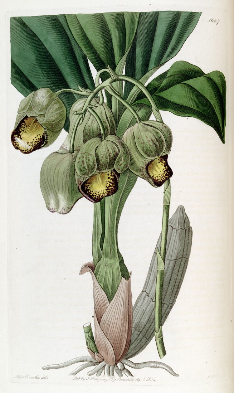 Catasetum luridum 作者 德雷克小姐
