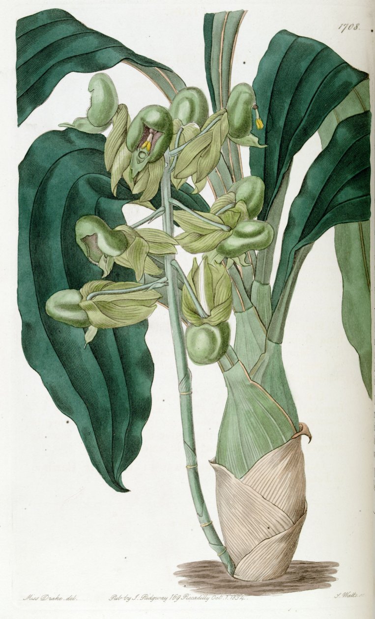 Catasetum纯（同义词Catasetum semiapertum） 作者 德雷克小姐