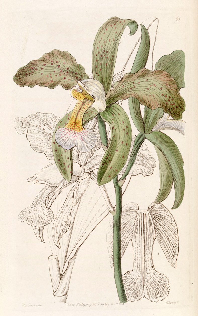 Cattleya granulosa（as.cattleya granulosa var.Russelliana） 作者 德雷克小姐