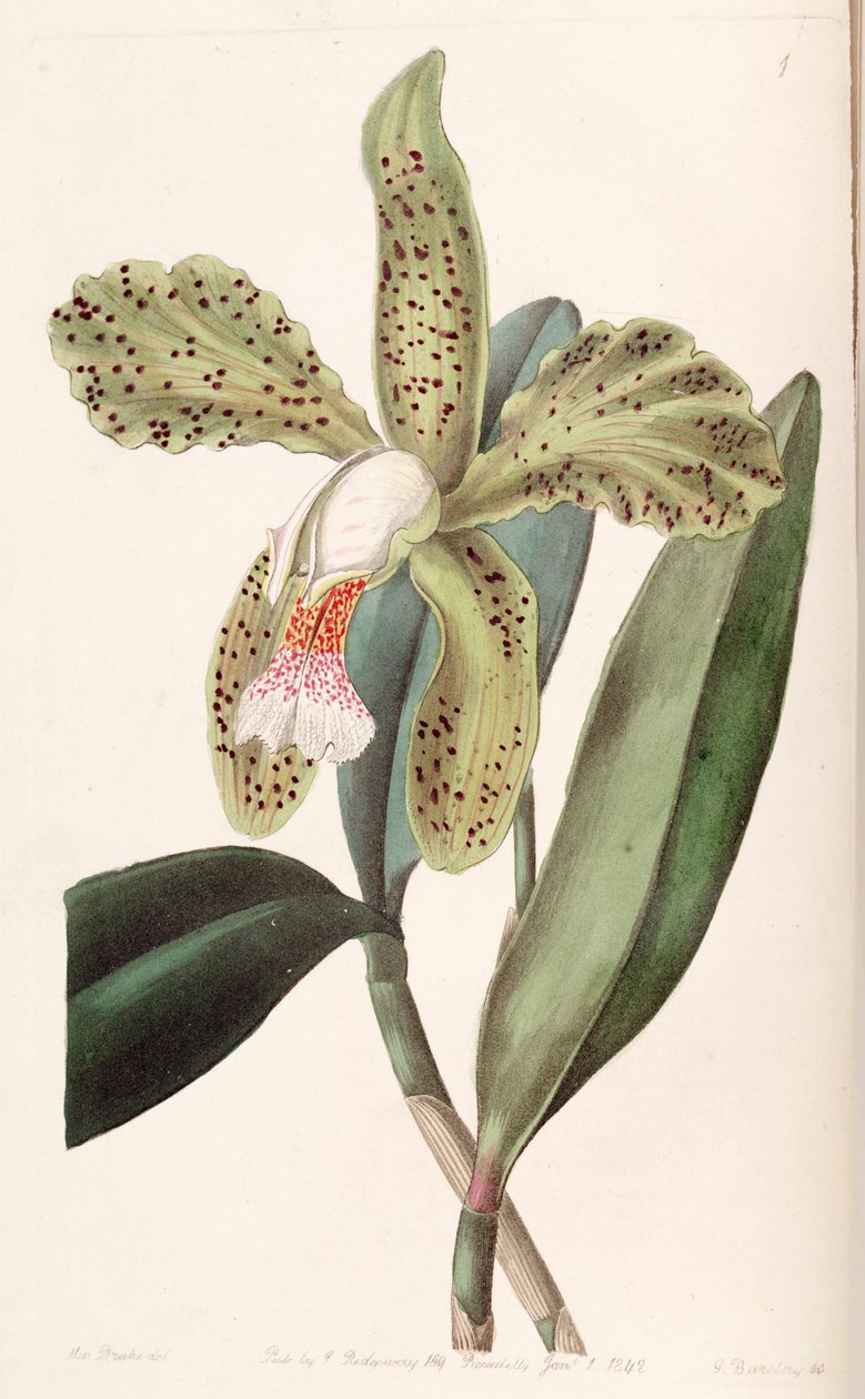 Cattleya granulosa 作者 德雷克小姐