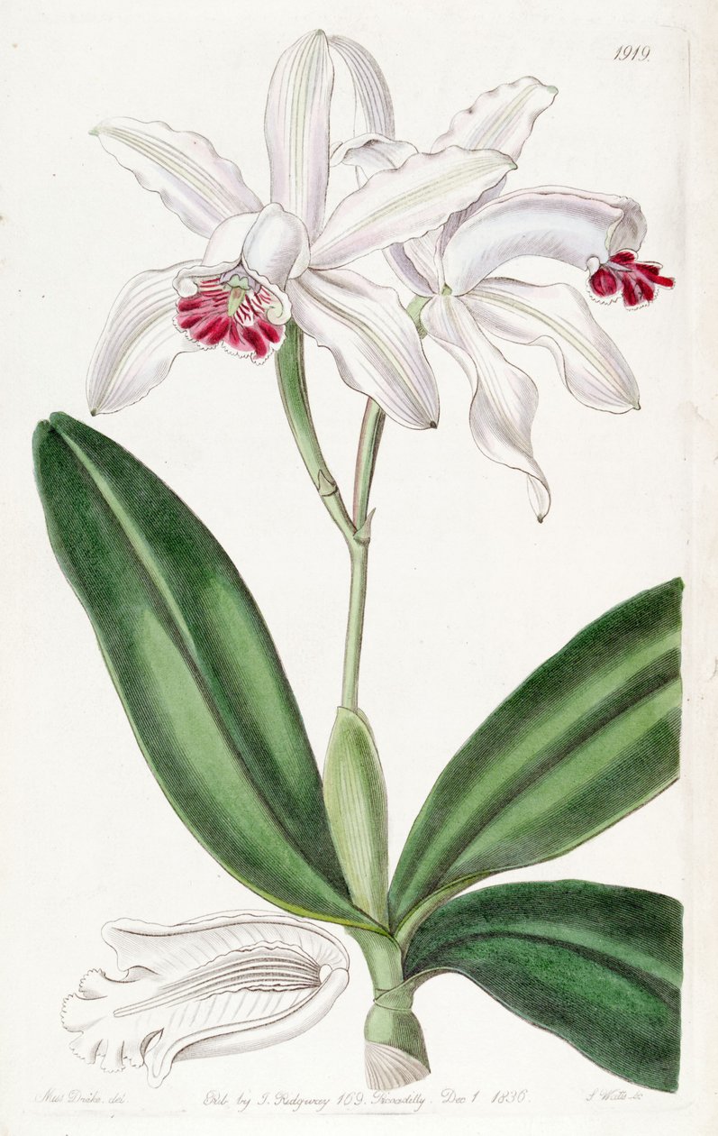 Cattleya intermedia（as.cattleya intermedia var.Pallida） 作者 德雷克小姐