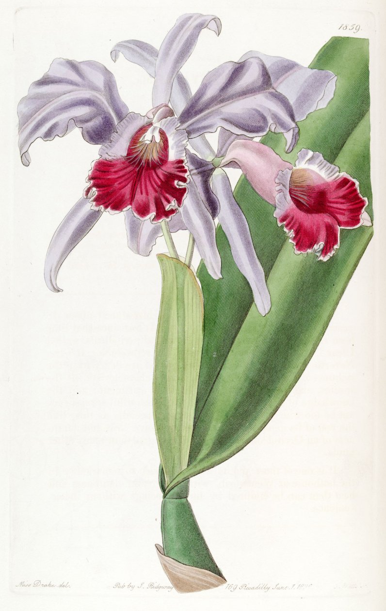 Cattleya labiata 作者 德雷克小姐