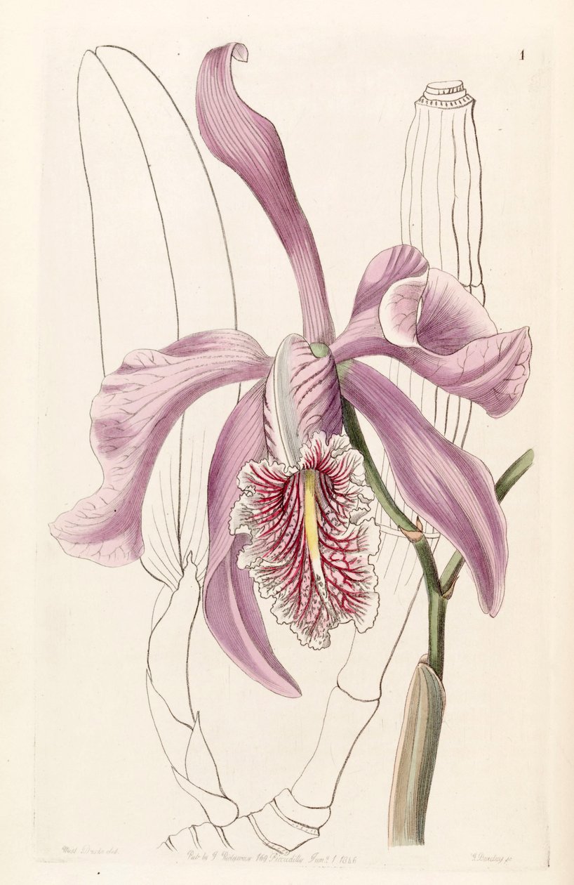 Cattleya maxima 作者 德雷克小姐