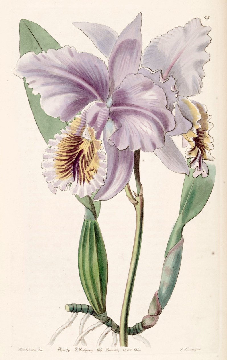 Cattleya mossiae（as.cattleya labiata var.Mossiae） 作者 德雷克小姐