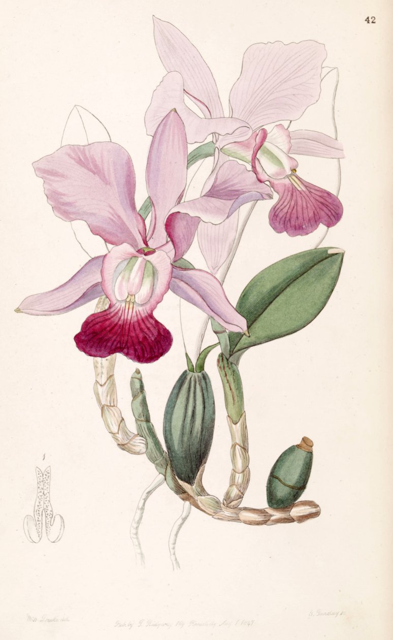 Cattleya walkeriana（as.cattleya bulbosa） 作者 德雷克小姐