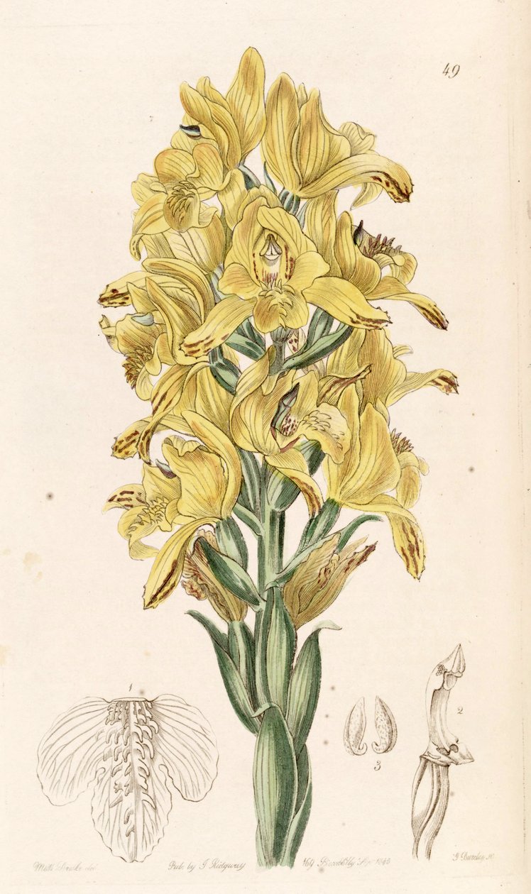 Chloraea piquichen（作为同义词Chloraea virescens） 作者 德雷克小姐