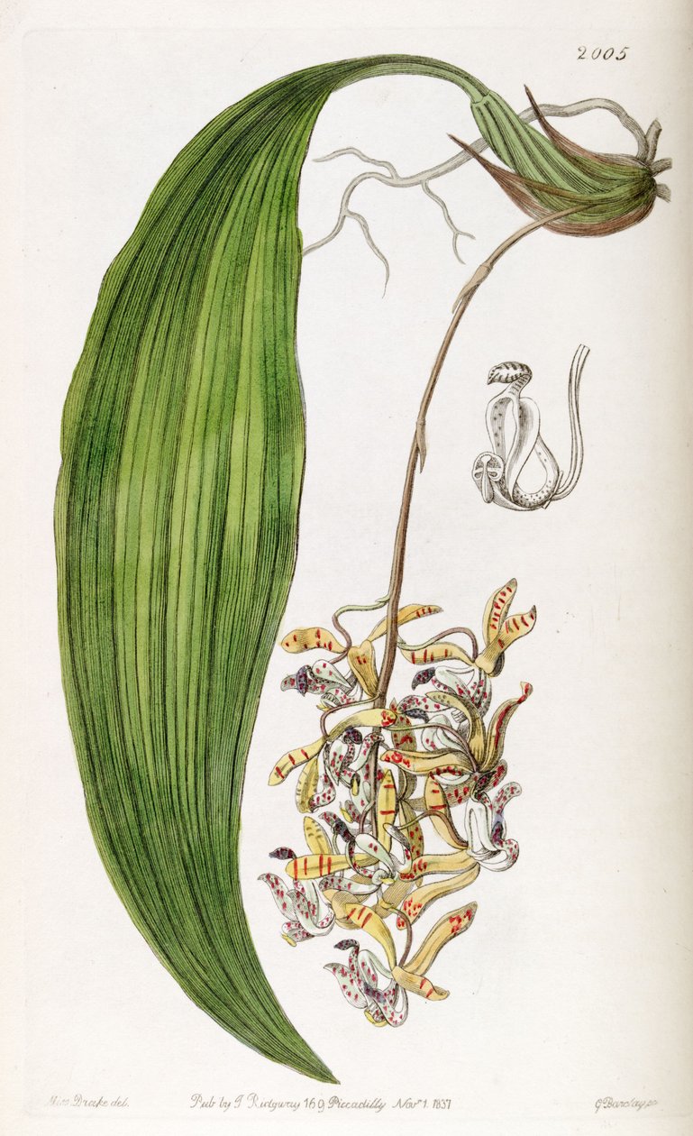 Cirrhaea loddigesii（as as.Cirrhaea obtusata） 作者 德雷克小姐