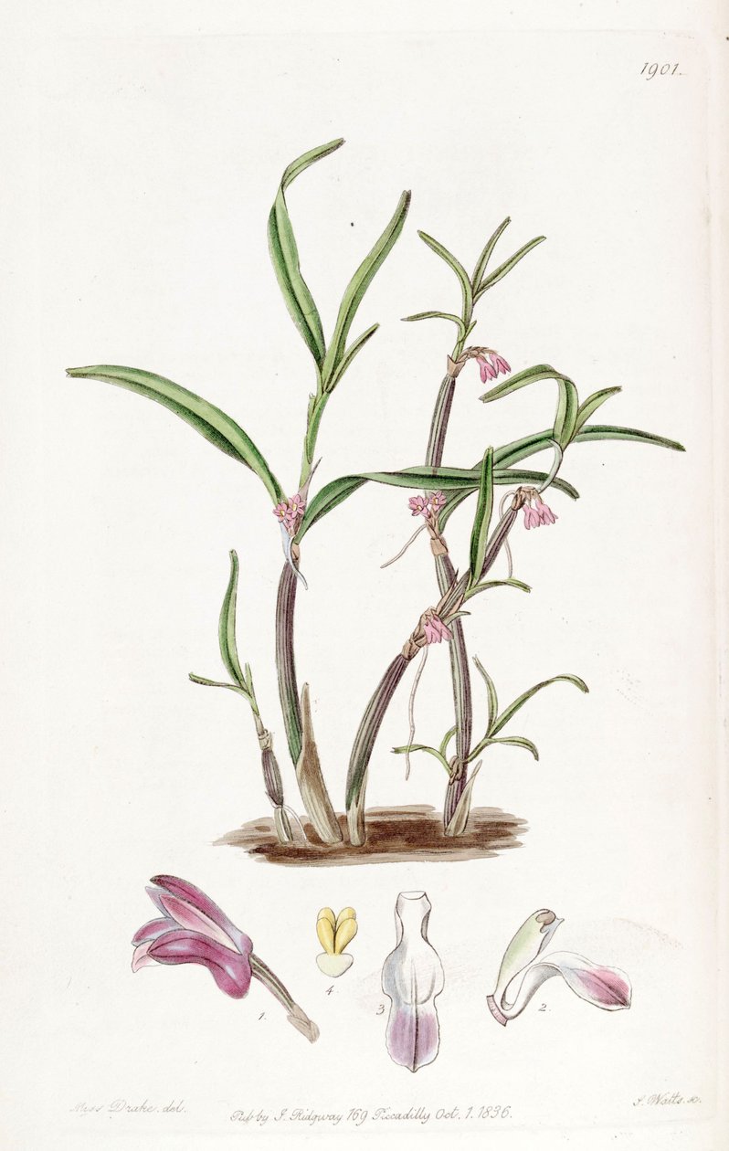 Cladobium graminifolius（SYN。Scaphyglottis紫） 作者 德雷克小姐