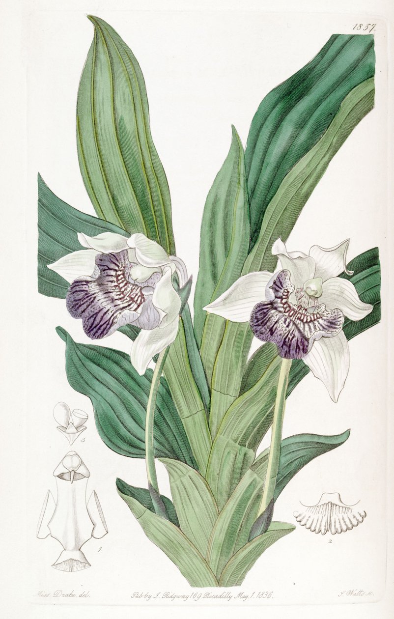 Cochleanthes flabelliformis（as.Zygopetalum cochleare） 作者 德雷克小姐