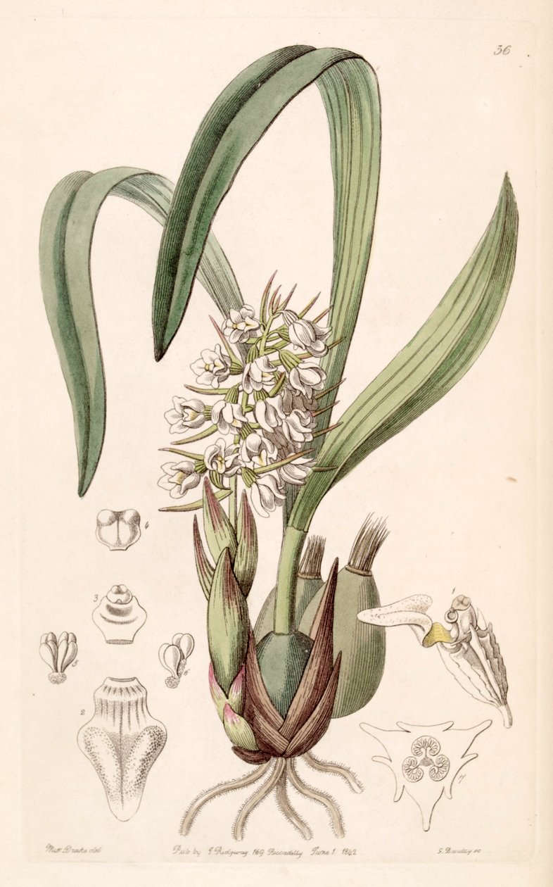 Coelia triptera（同义词Coelia baueriana） 作者 德雷克小姐