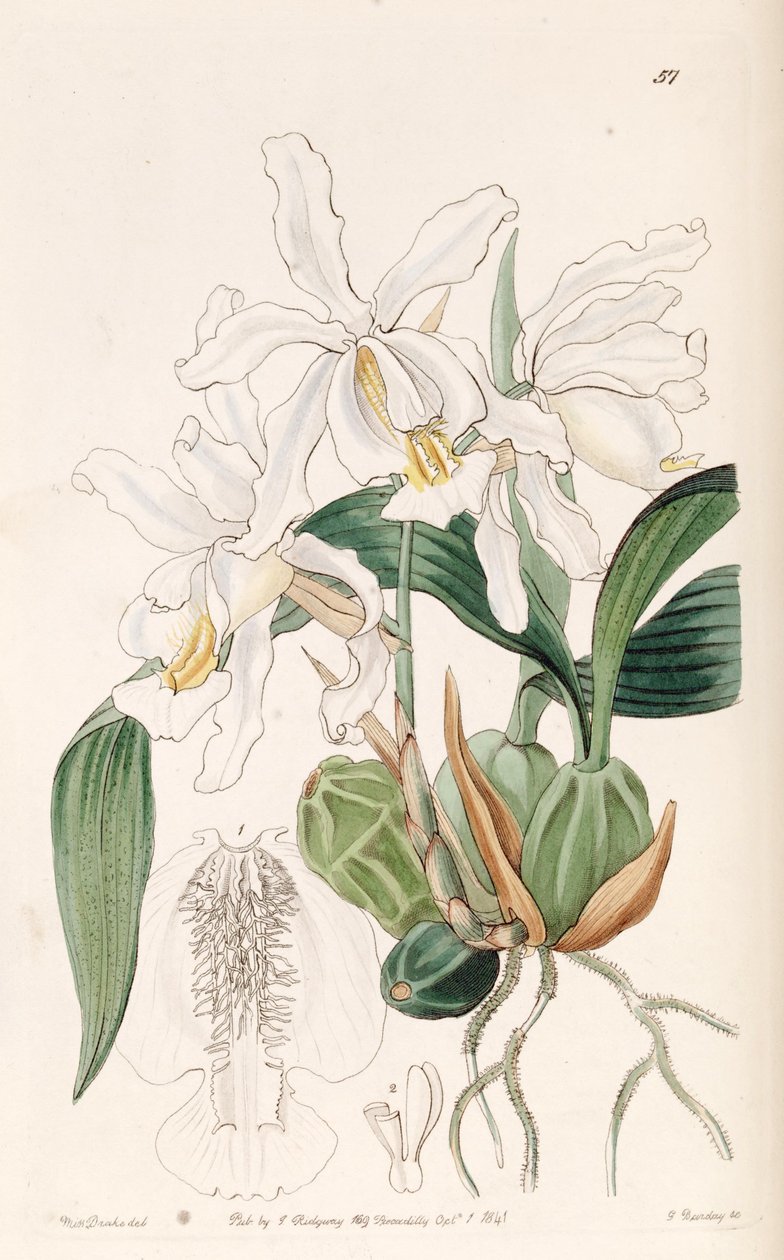 Coelogyne cristata 作者 德雷克小姐