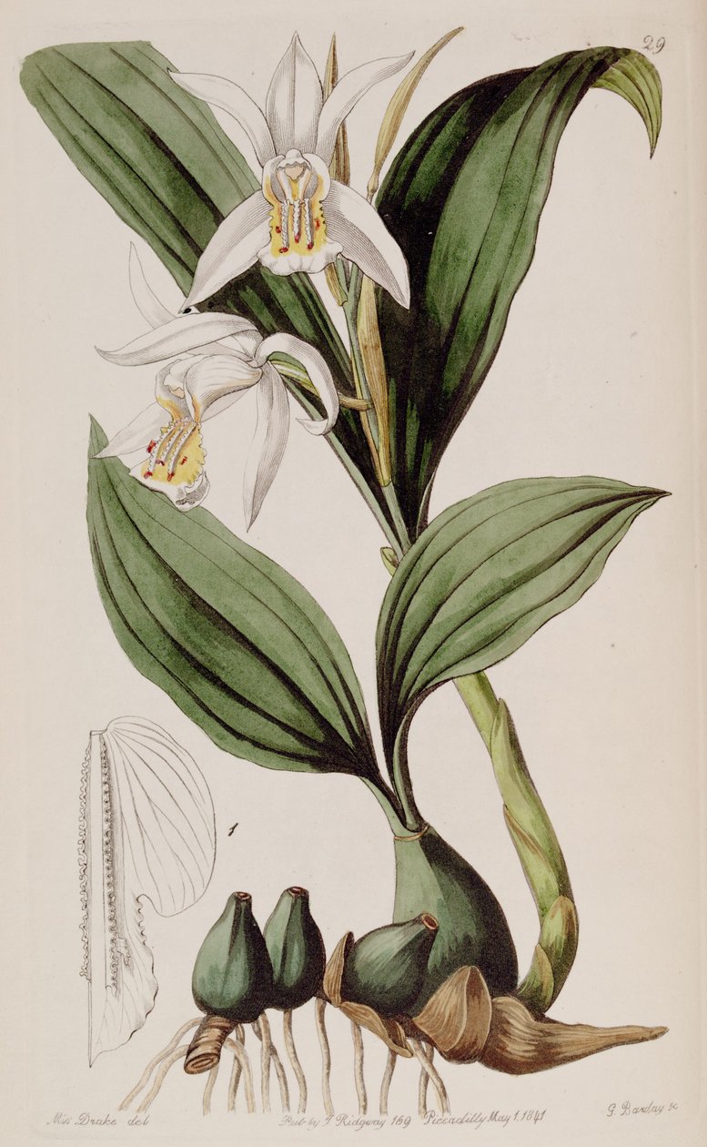 Coelogyne cumingii 作者 德雷克小姐