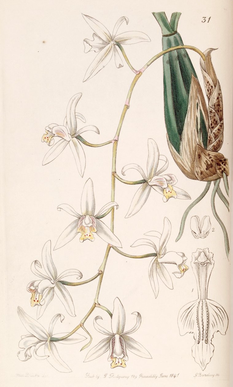 Coelogyne flaccida 作者 德雷克小姐