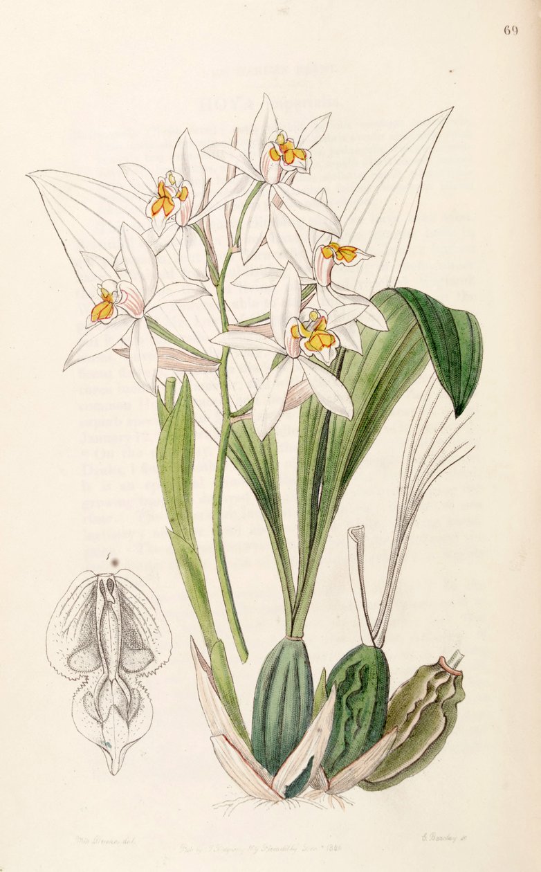 Coelogyne nitida（as co.Coelogyne ochracea） 作者 德雷克小姐