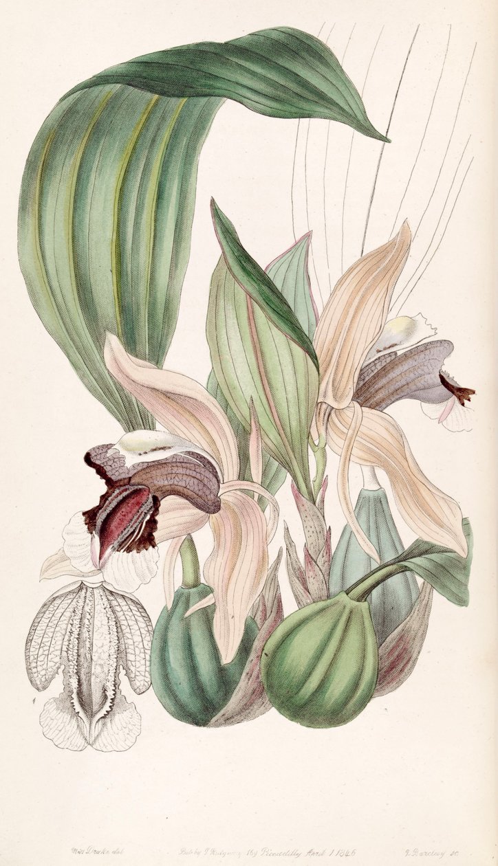 Coelogyne speciosa 作者 德雷克小姐