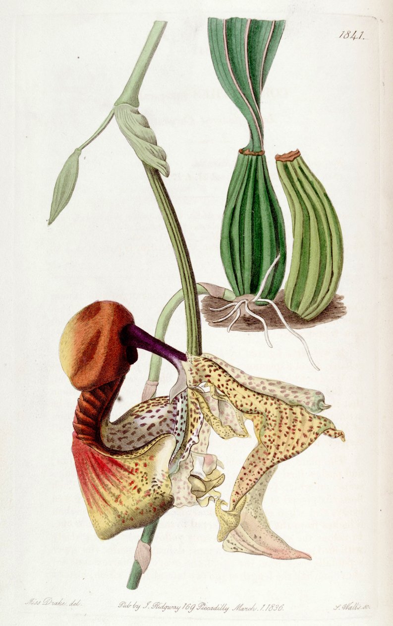 Coryanthes macrantha 作者 德雷克小姐