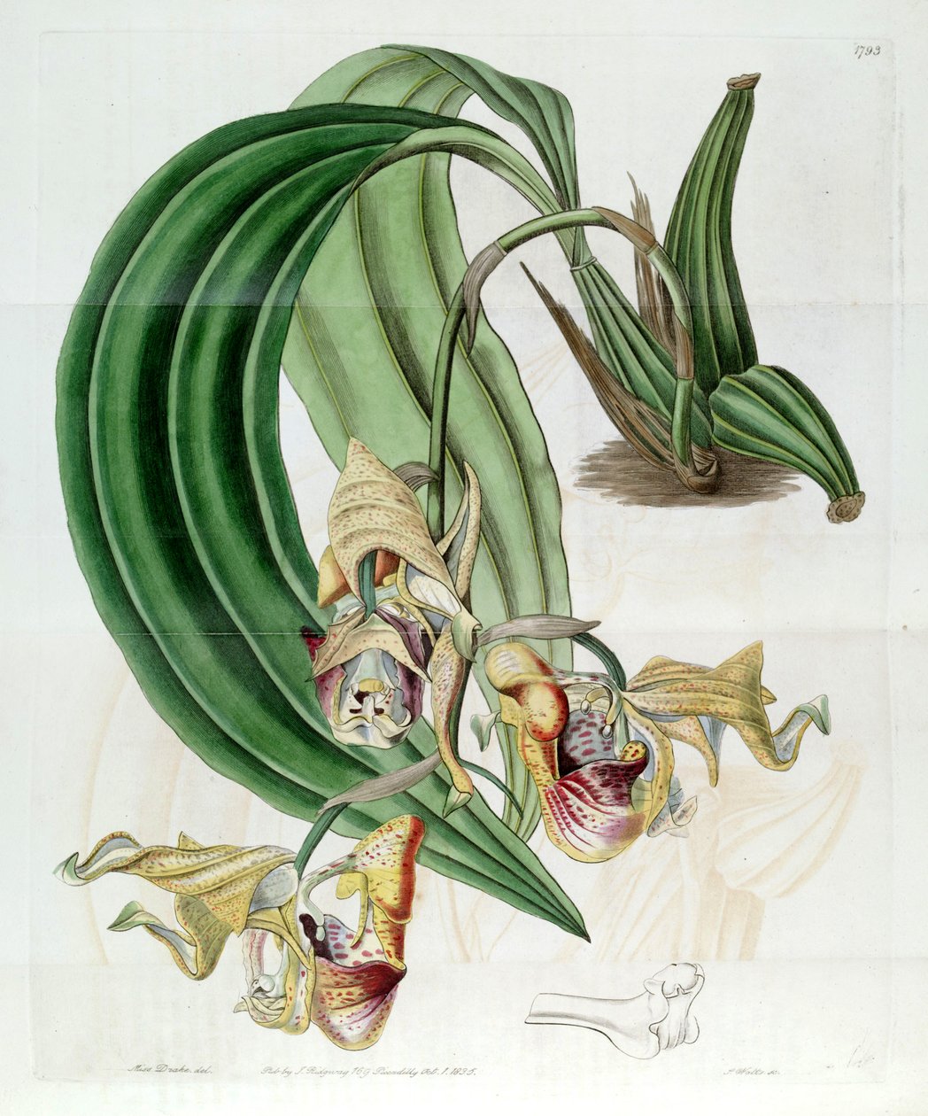 Coryanthes maculata 作者 德雷克小姐