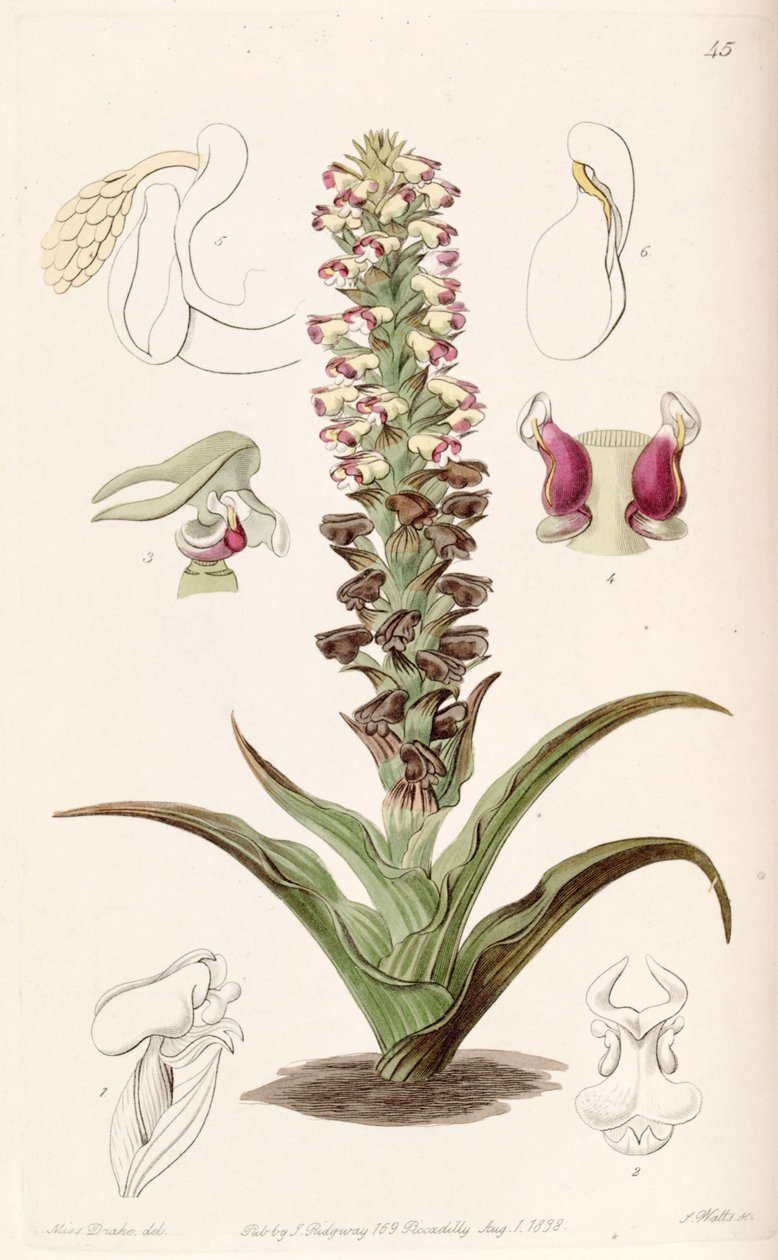 Corycium orobanchoides 作者 德雷克小姐