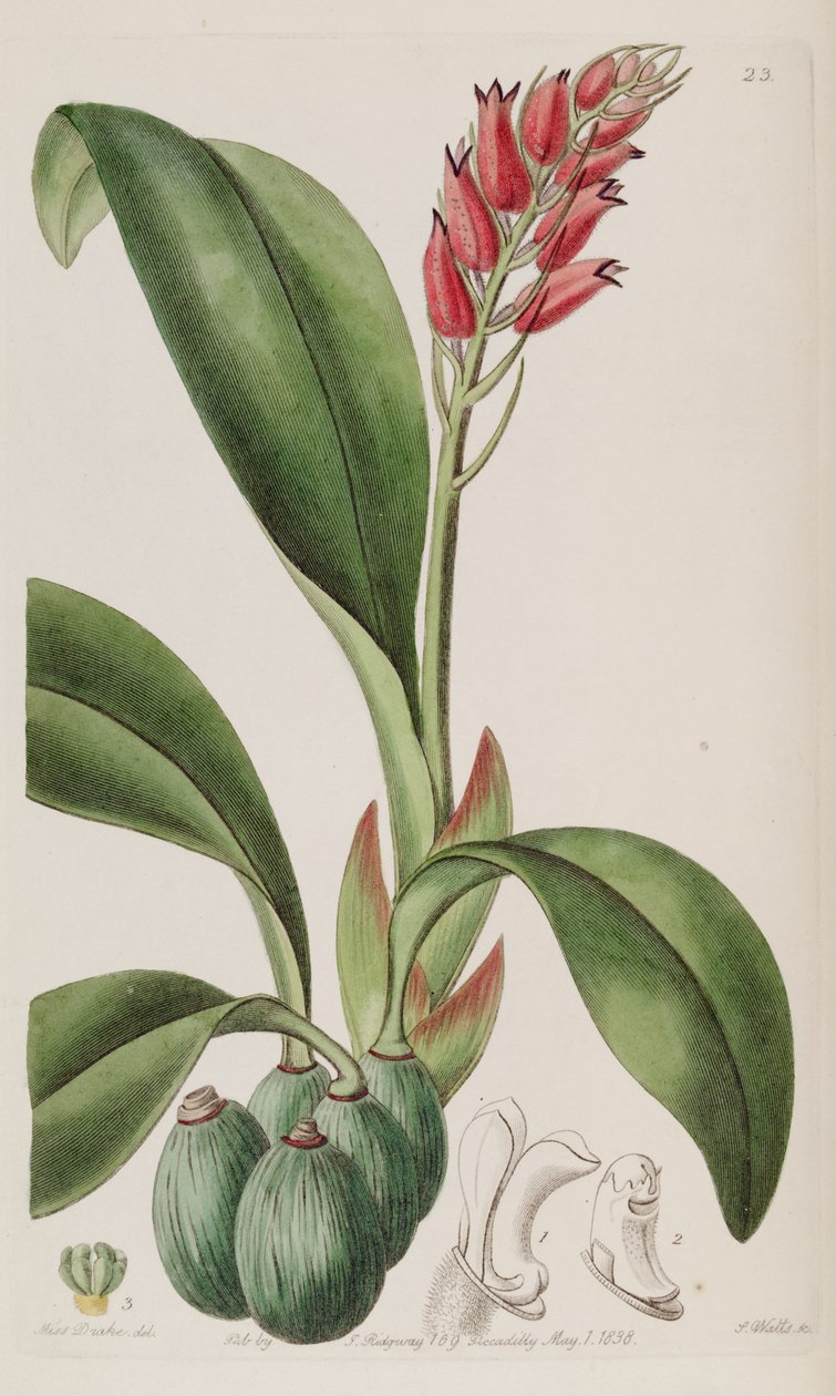 血吸虫（Cryptochilus sanguineus） 作者 德雷克小姐