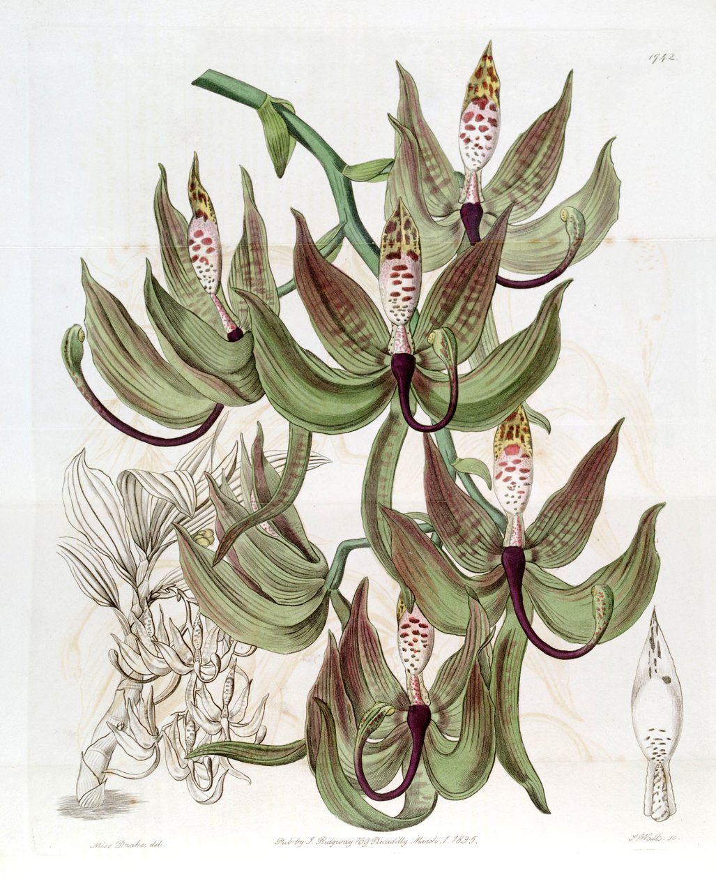 Cycnoches loddigesii 作者 德雷克小姐