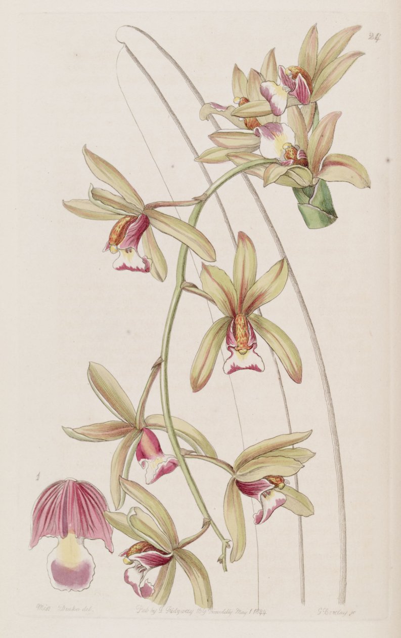 大花蕙兰（as .Cymbidium pendulum var.brevilabre） 作者 德雷克小姐