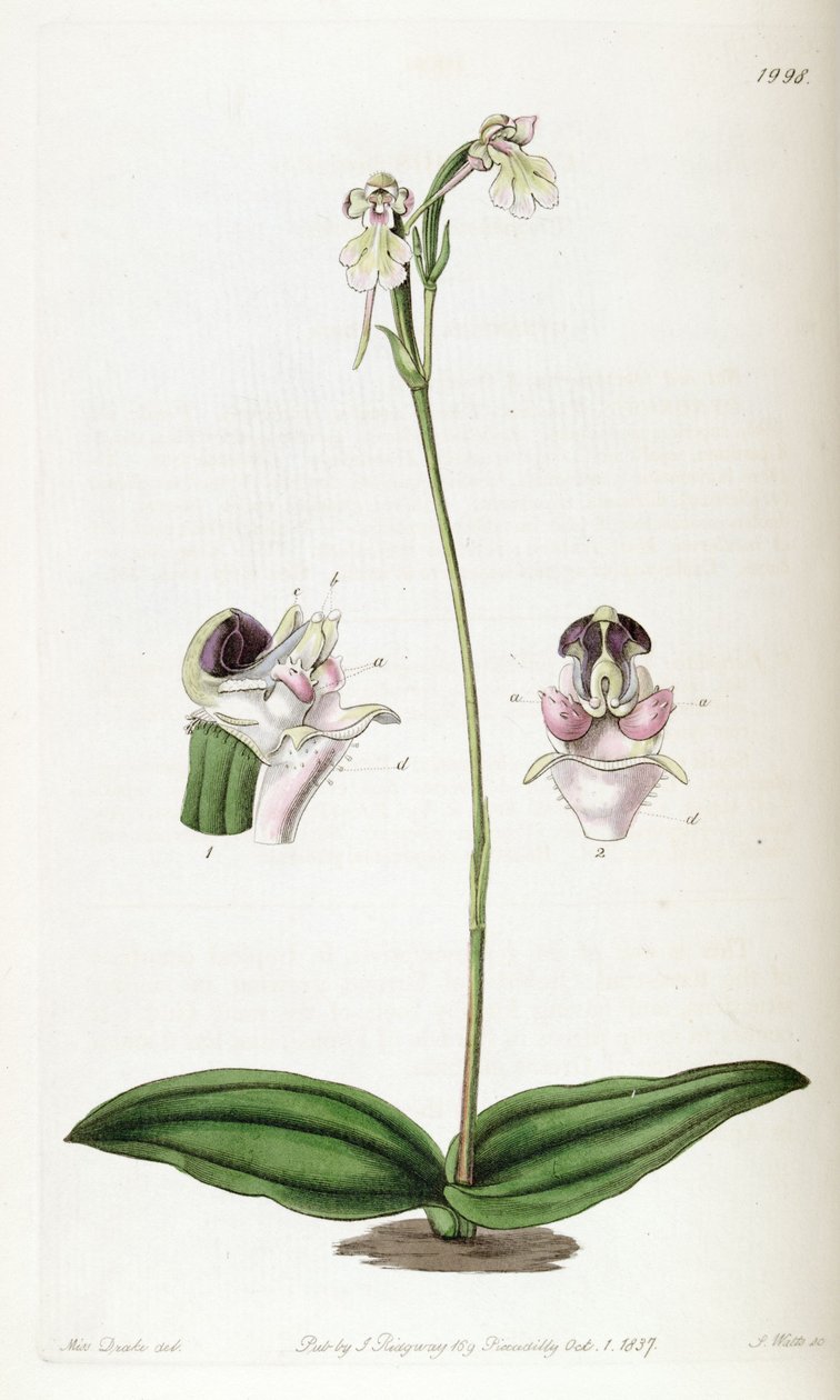 Cynorkis fastigiata（拼写为Cynorchis fastigiata） 作者 德雷克小姐
