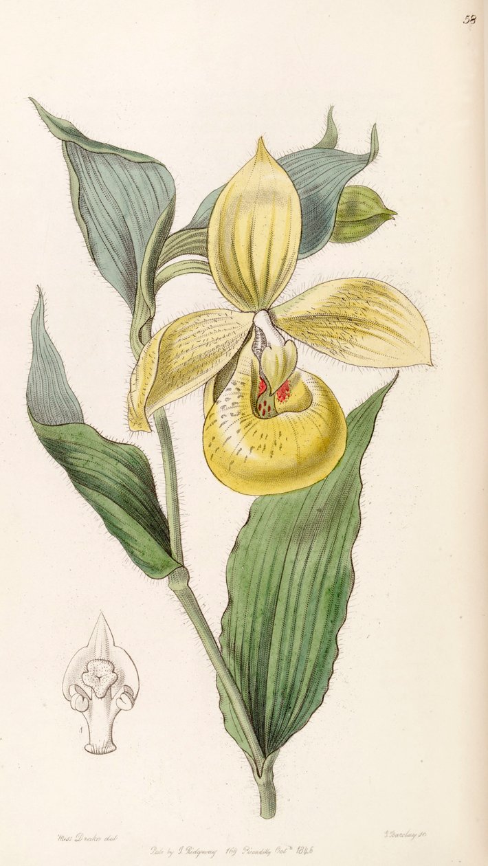 杓兰（Cypripedium irapeanum） 作者 德雷克小姐