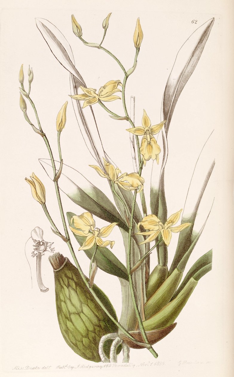 Cyrtochilum黄金（SYN。Cyrtochilum Mystacina） 作者 德雷克小姐
