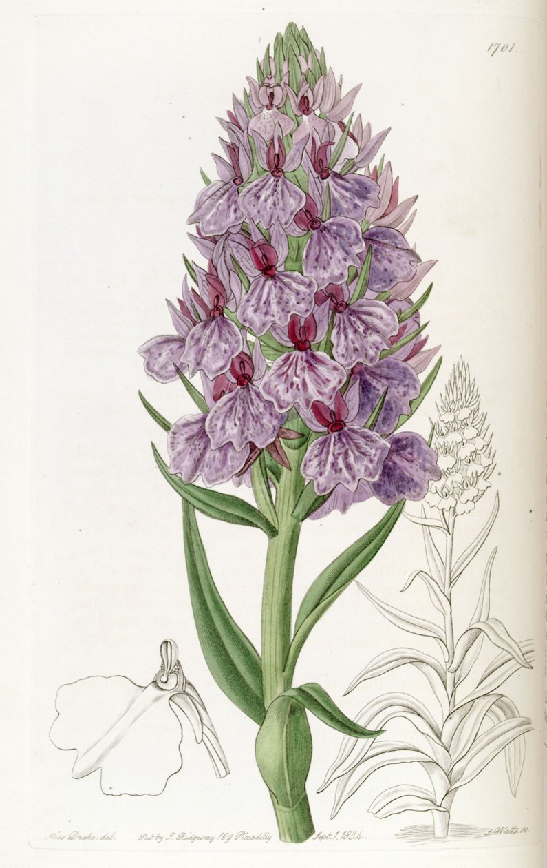 Dactylorhiza foliosa（as.Orchis Foliosa） 作者 德雷克小姐