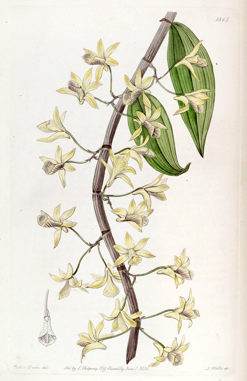 石斛（Dendrobium aphyllum）（as syn.Drendrobium macrostachyum） 作者 德雷克小姐