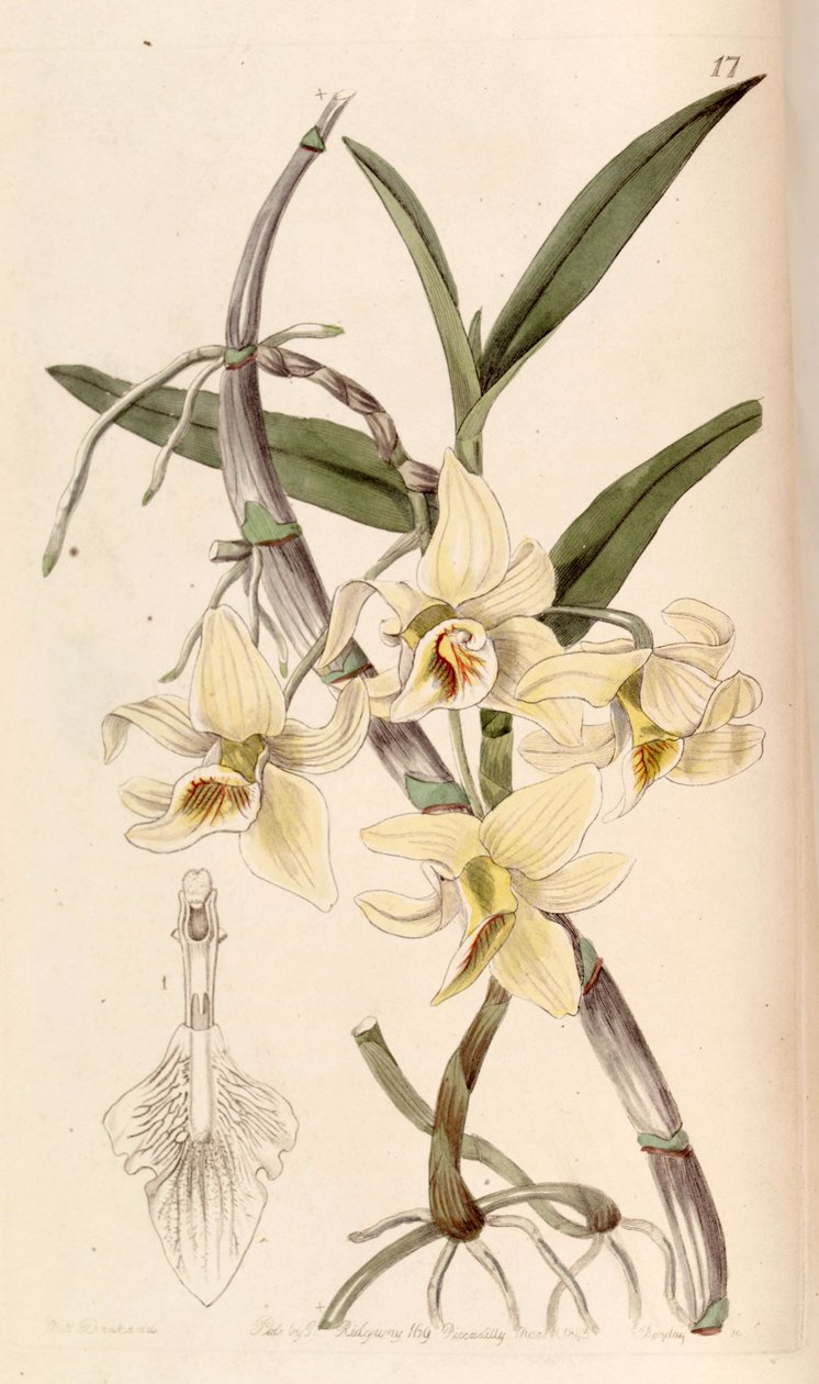 石斛（Dendrobium heterocarpum）（作为syn.Dndrobium rhombeum） 作者 德雷克小姐