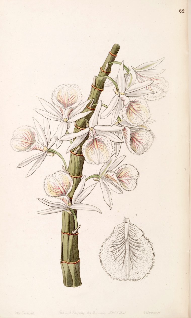 石斛兰（作为syn.Dndrobium cretaceum） 作者 德雷克小姐